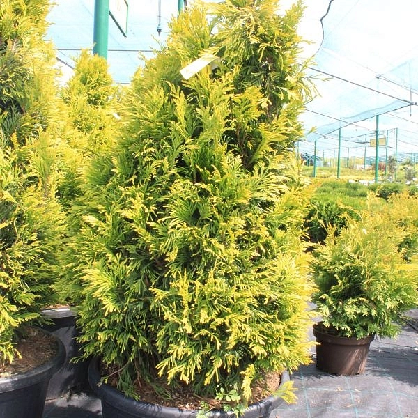 Туя складчатая 'Фореве Голди'